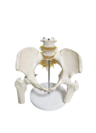 Omurga Pelvis Maketi