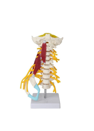 Omurga Boyun Kas Maketi Model 22