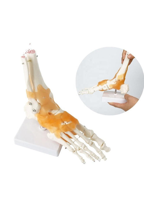 Omurga Ayak Maketi Model 29