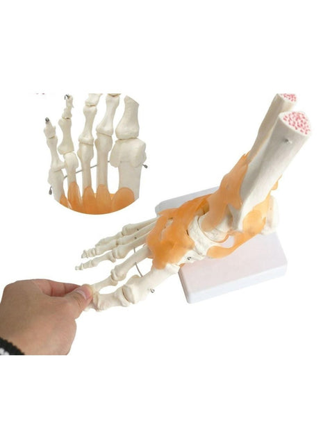 Omurga Ayak Maketi Model 29