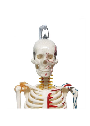 Iskelet Maketi 85 Cm