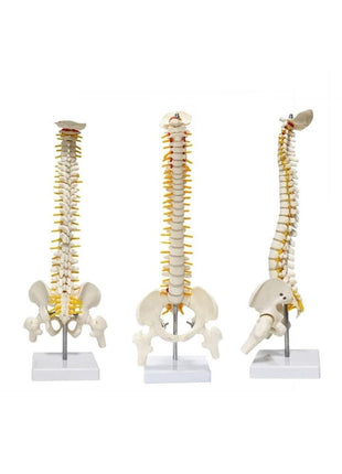 Omurga Maketi 45 Cm Model 13