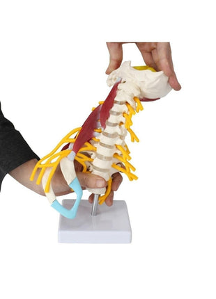 Omurga Boyun Kas Maketi Model 22