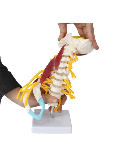 Omurga Boyun Kas Maketi Model 22