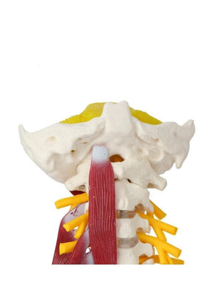 Omurga Boyun Kas Maketi Model 22