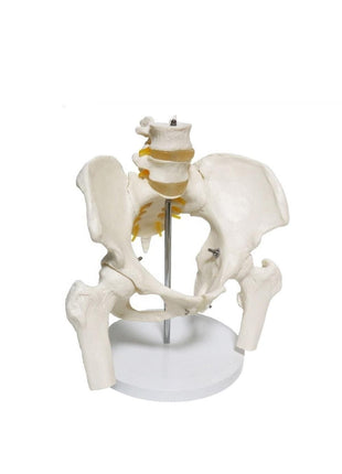 Omurga Pelvis Maketi