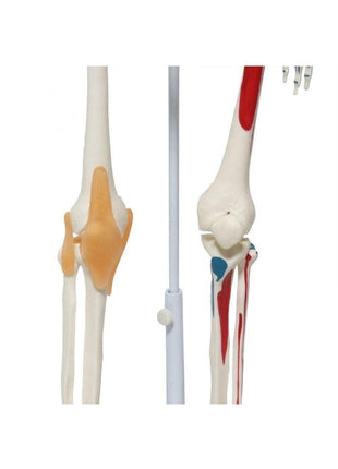 Iskelet Maketi 85 Cm