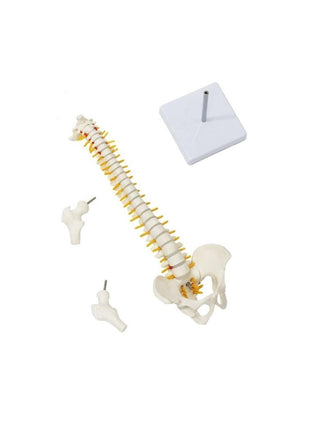 Omurga Maketi 45 Cm Model 13