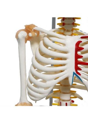 Tam Iskelet Maketi 85 Cm Model 9