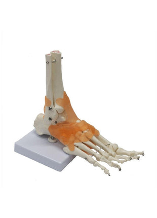 Omurga Ayak Maketi Model 29