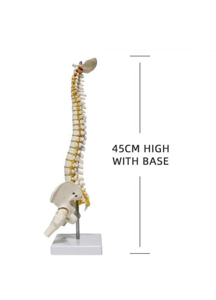 Omurga Maketi 45 Cm Model 13