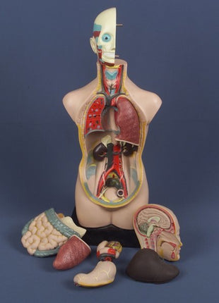 İnsan Vücudu Modeli 11 Parça