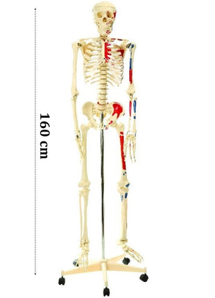 İskelet Modeli 160cm İnsan İskeleti Gerçek Boyut