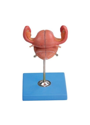 Uterus Maketi